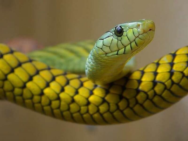 Người tuổi rắn có khả năng nhạy bén trong cuộc sống để có thể tìm ra hướng giải quyết rất nhanh
